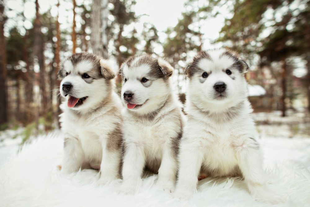 Editorial: August 4, 2023